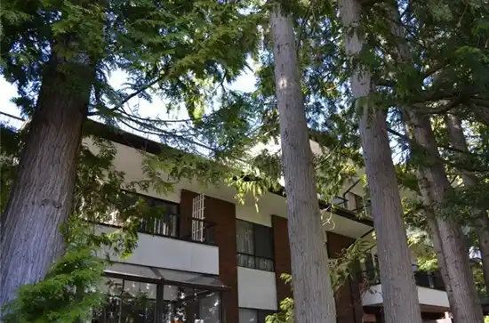 Cedars