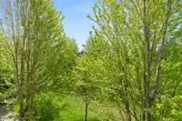 406 15988 26 AVENUE - thumbnail 8