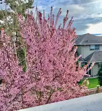 26 16337 15 AVENUE - thumbnail 24