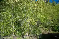 11 3502 150A STREET - thumbnail 21